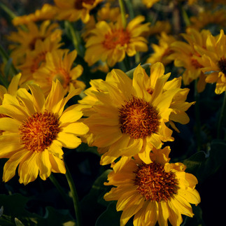 Yellow Arrowleaf Balsamroot open to the sun. 