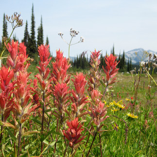 A bundle of Indian Paintbrush.