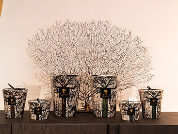 Baobab Sacred Trees Morondo & Kani 