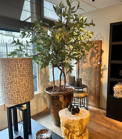 Pot + plant Eucalyptus 