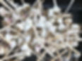 IMG_2954.jpeg