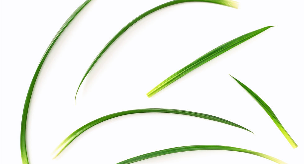 fresh%2520pandan%2520leaves%2520isolated%2520on%2520white%2520background%252C%2520top%2520