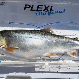 🐟