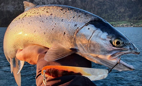 Truite lacustre pêchée à l'appât sur fond de panorama montagneux au bord du lac