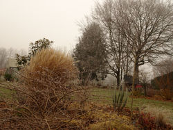 Les grands arbres du clos