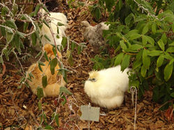 Les poules soie