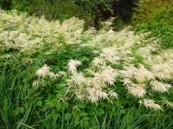 Picasa - P1070415.jpg