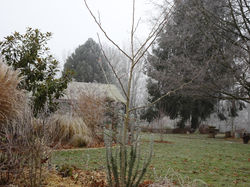 Ginkgo Biloba