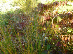 Picasa - P1100145.jpg