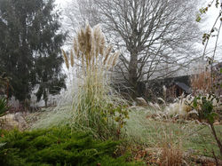 Cortaderia selloana