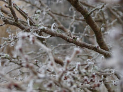 Prunus Kojo No Mai