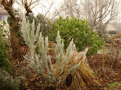 Erica arborea