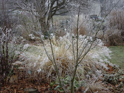 Cornus Vénus