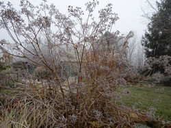 Heptacodium Miconioides