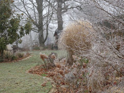 Miscanthus Gracillimus