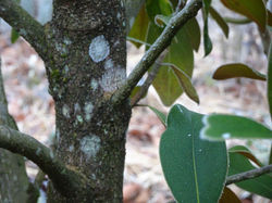 Magnolia Grandiflora