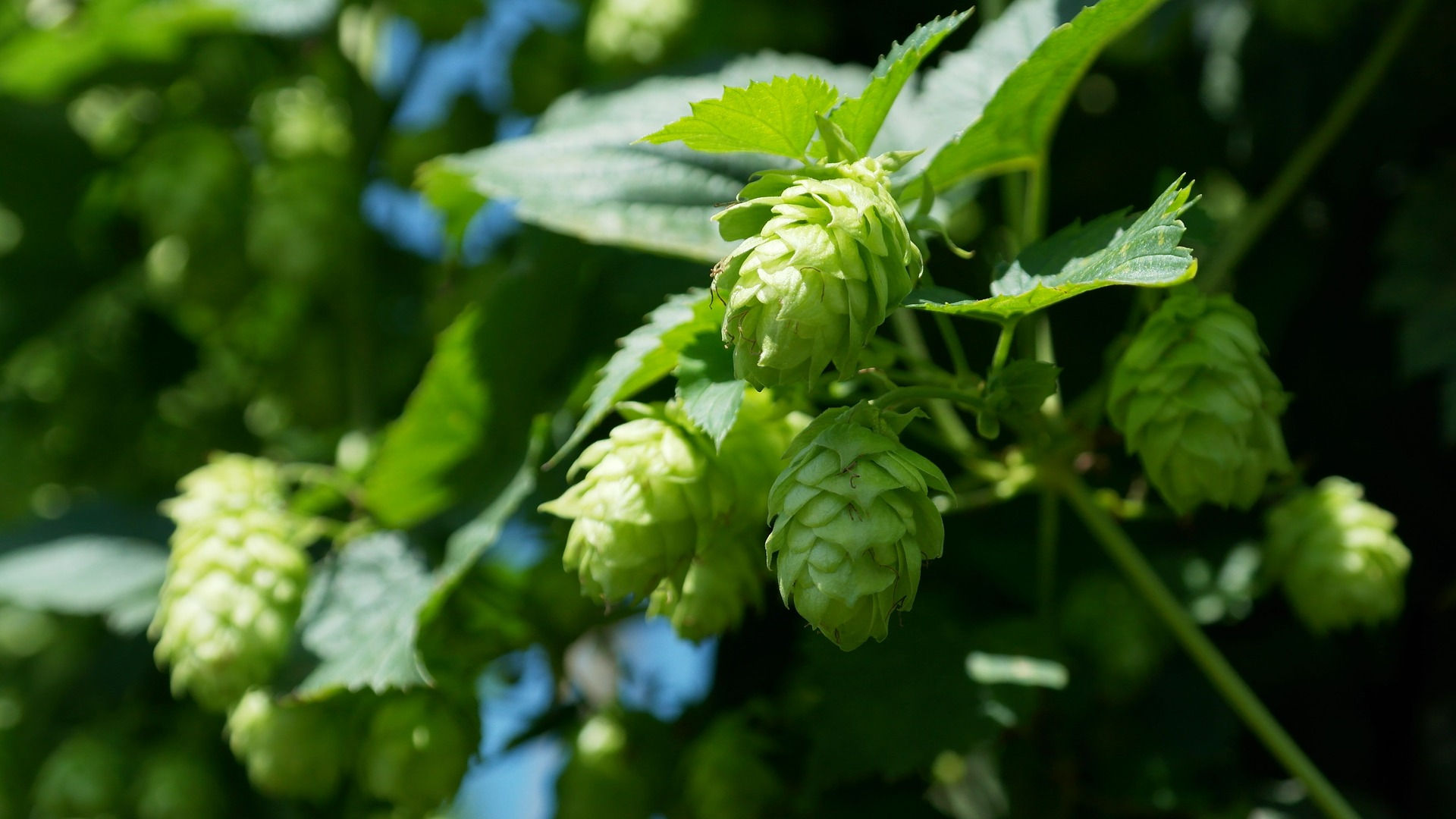 Hopfen BIO