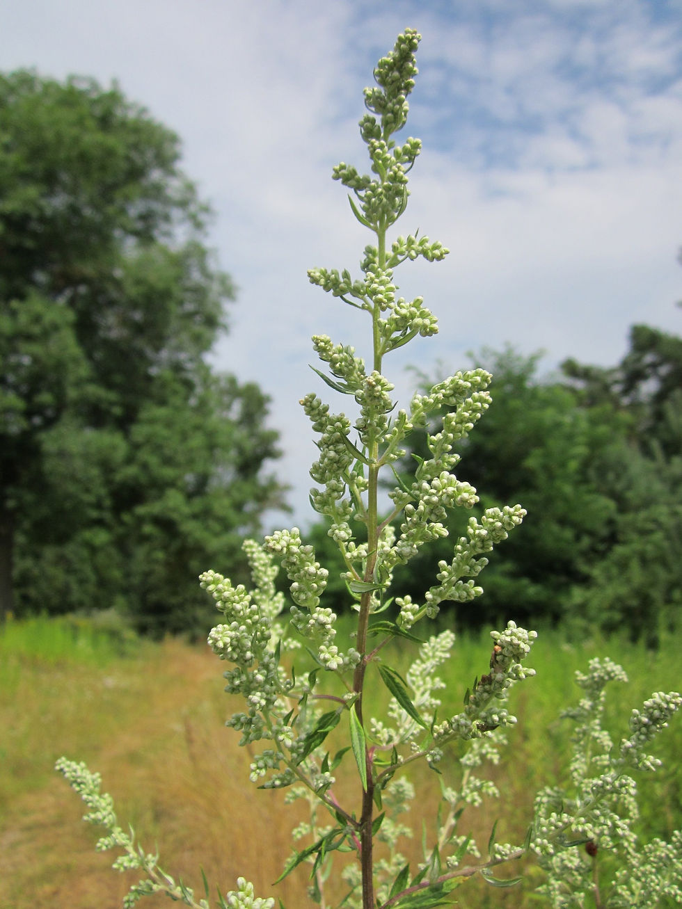 Thumbnail: Artemisia Vulgaris ORGANIC tincture