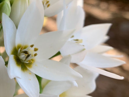 Salud Mental y Flores de Bach: Una terapia efectiva, accesible y amorosa