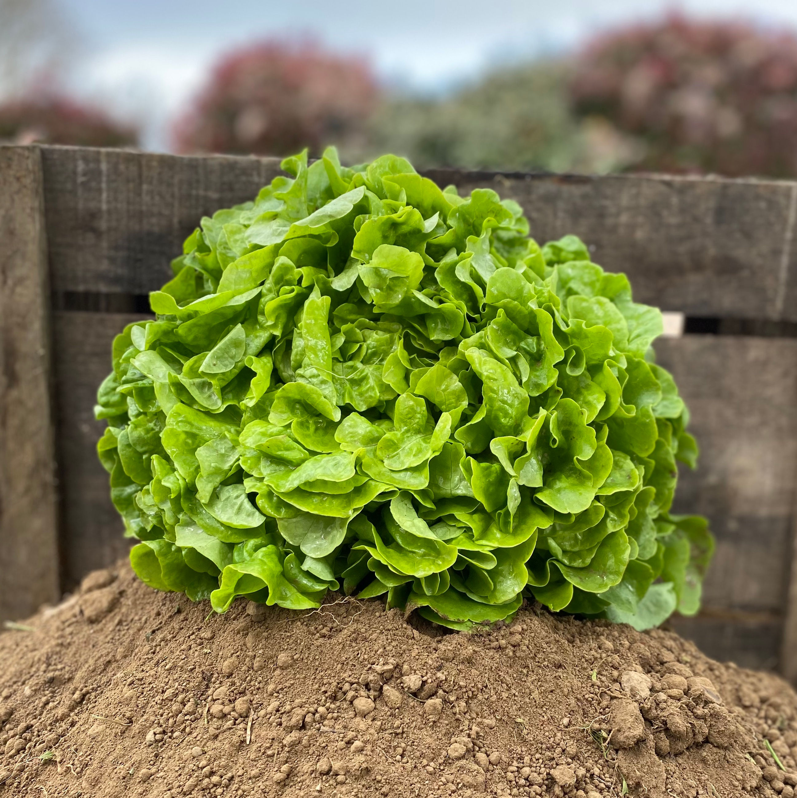 Salade Feuille de Chêne Verte