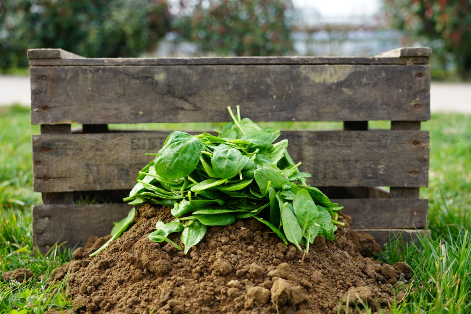 Pousse d'épinard (250gr)