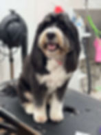 Dog showing off a clean smile after anesthesia-free dental cleaning at Miami Beach pet spa