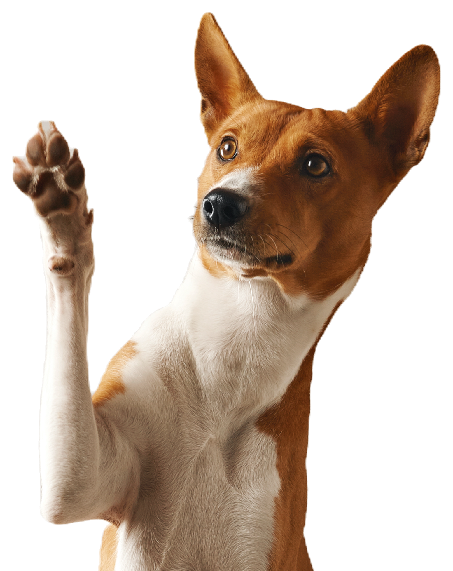 Cute Dog With A Paw Raised