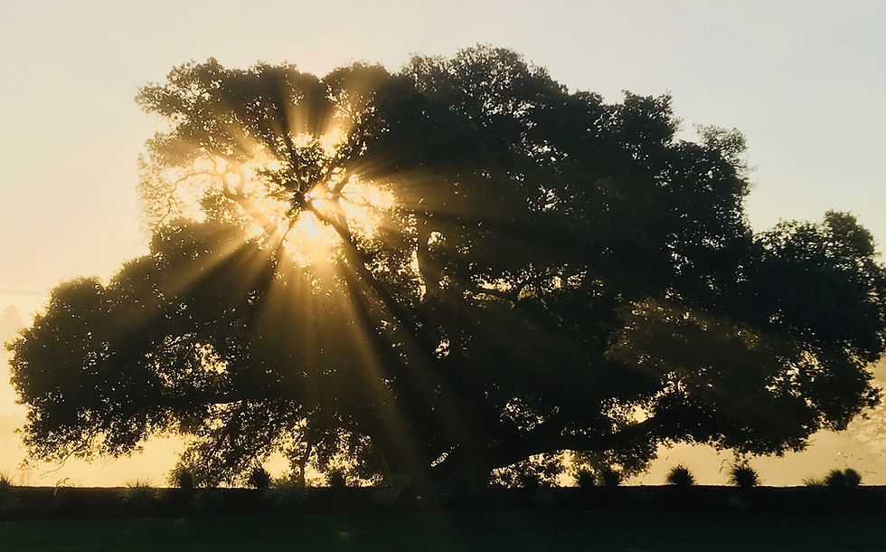 Sheltering Within the Leaves of the Tree of Life - #8