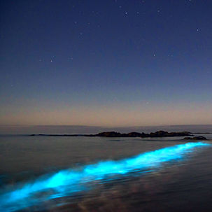 Visit Portugal’s bioluminescent shores on summer nights