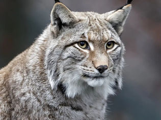 Portugal allocates five million euros for the Conservation of the Iberian Lynx