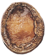 Australian Wild Caught Brownlip Abalone