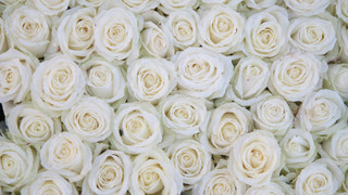 SF1 White Rose Wall