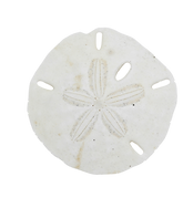 Sand Dollar