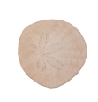 Sand Dollar