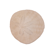 Sand Dollar