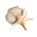 Shells