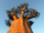 BAOBAB 020322 IMG_6451.JPG
