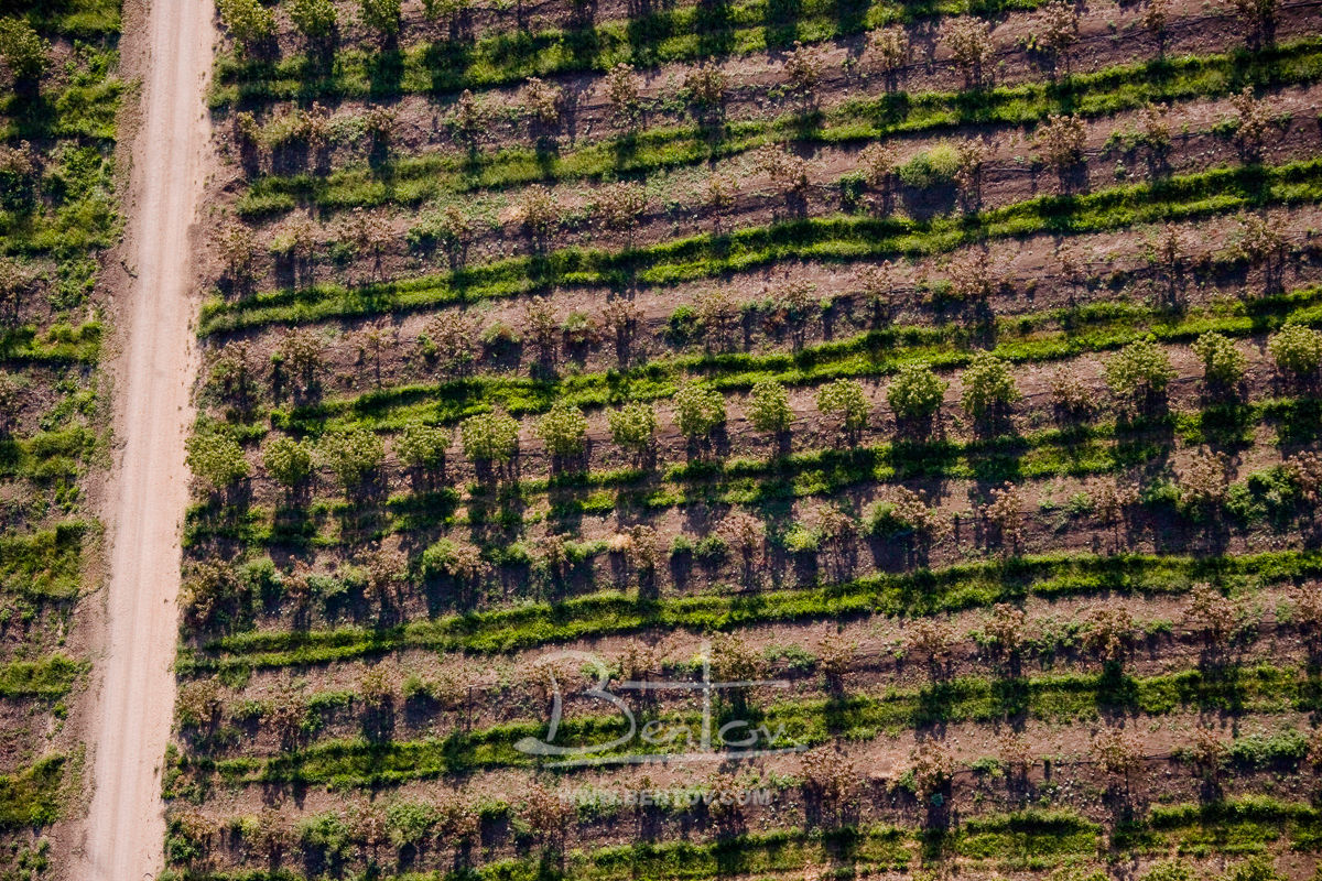 Symmetry, Bentov Collections , XE7Z0792