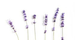 Blomst14_edited