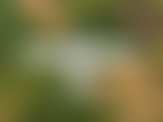 “Top-down aerial view of a white single-engine Cessna 172 flying over patchwork farmland. The airplane is centered in the frame with its wings fully visible and the propeller slightly blurred from motion. Below, geometric fields in varying shades of green and brown are divided by hedgerows, dirt roads, and tree lines under bright daylight with soft shadows.”