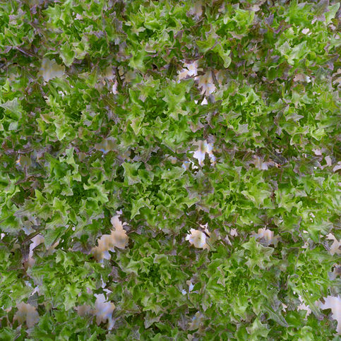 Kilometro Verde-29.jpg