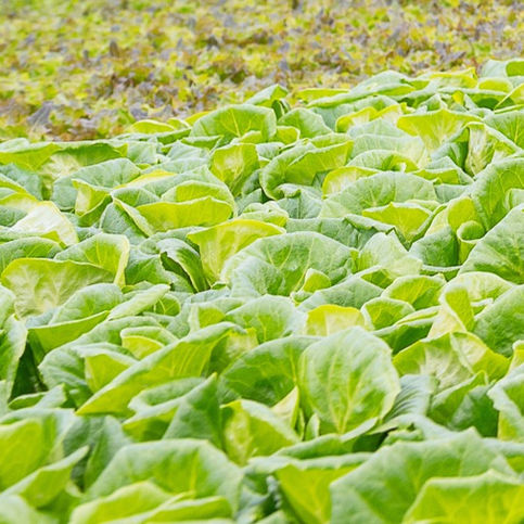 Kilometro Verde-22.jpg