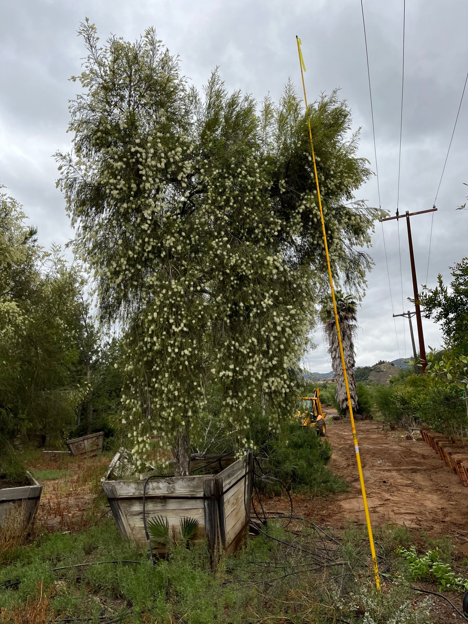 Melaleuca Alternifolia
