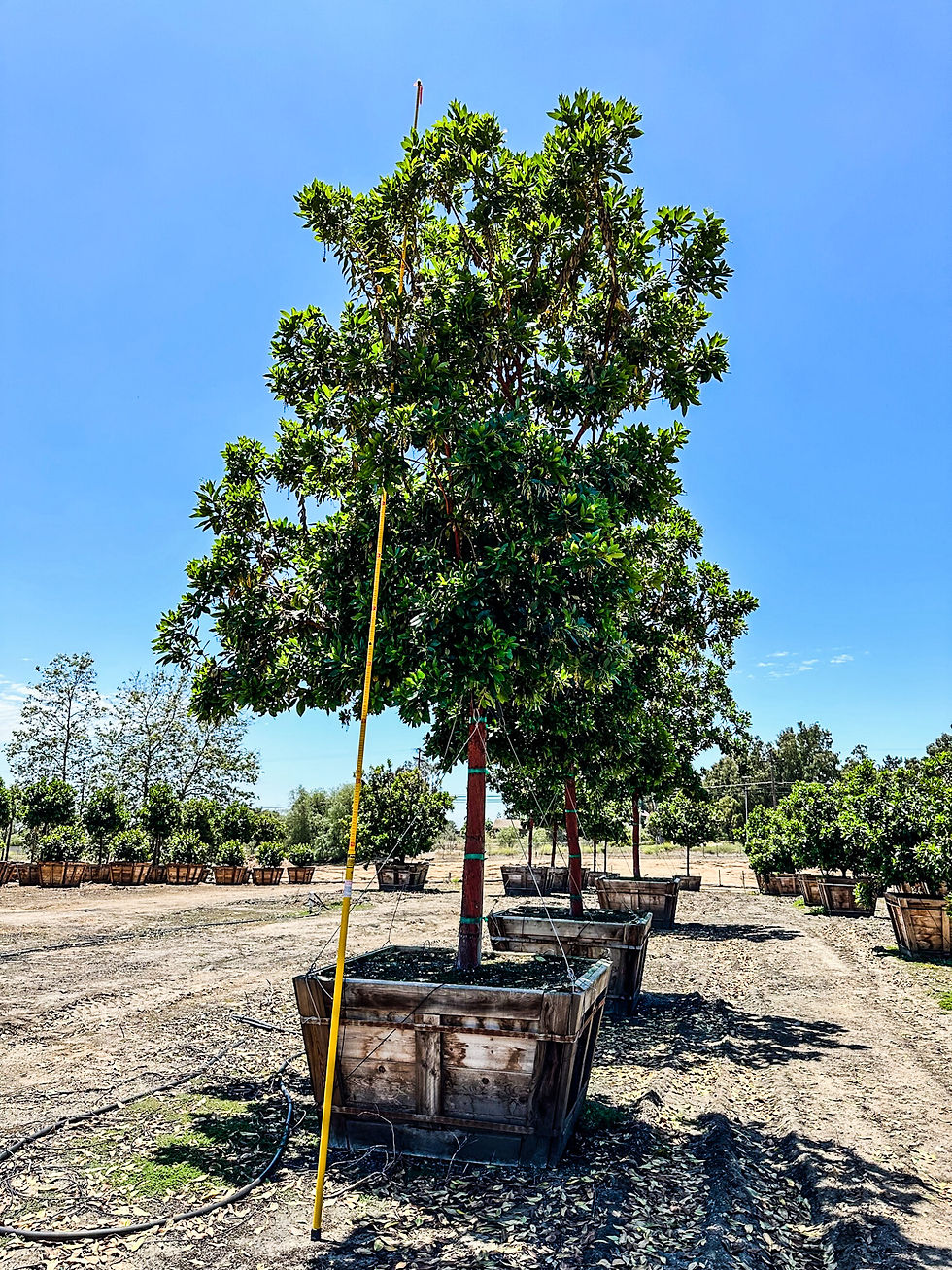 Thumbnail: Arbutus Marina (Strawberry Tree)
