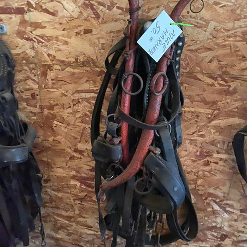 Mule harness.jpeg