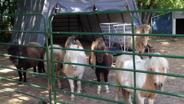SOBR mares.jpeg