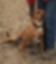 Benji leaning on Carol.jpeg