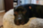 Black dog lays his head down on a fuzzy bed, looking morosely at camera