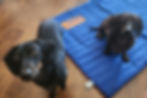 Two miniature dachshunds looking at the camera