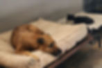 Brown mixed breed dog rests on a comfy bed while a tuxedo cat relaxes next to her on a blanket.